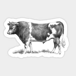 Bull Black and White Vintage Illustration Sticker